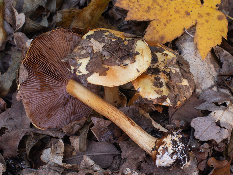 Cortinarius aurilicis